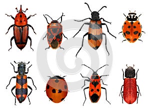 Insects red collection
