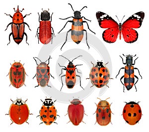 Insects red collection