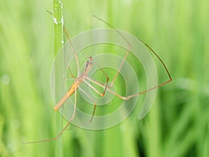 insects in the rice fields land on the rice plants