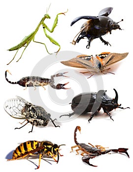 Insects and scorpions