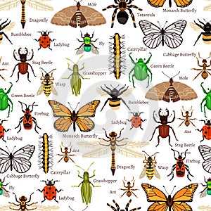 Insects Seamless Pattern