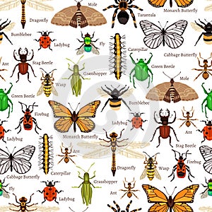 Insectos sin costura patrón 