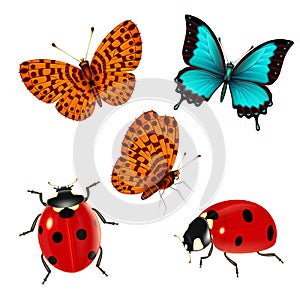 Insects set of butterflies and ladybugs.