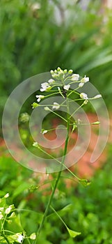 Insects settled on the stem of the Capsella bursa-pastoris plant