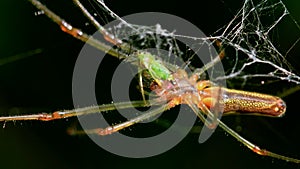 Insects - shadow stretch-spider, tetragnatha montana