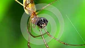 Insects - Shadow Stretch-spider, Tetragnatha montana