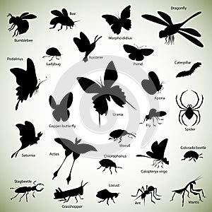 Insects silhouettes