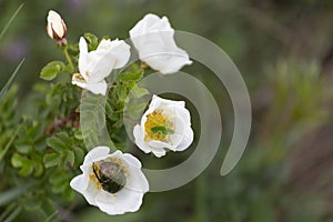 Insects sit in  flowers of white rose hips