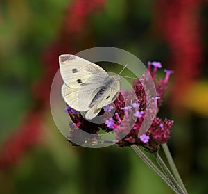 Insects - Small White Butterfly