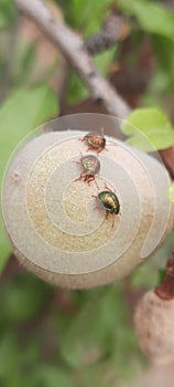Insects on a Soft Fruit
