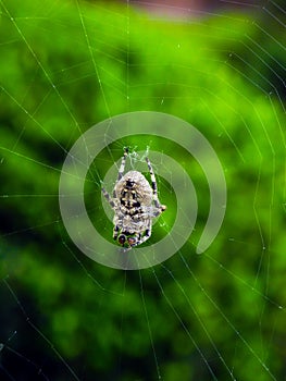 Insects, spiders, butterflies, bees, dragonflies and green plant flowers