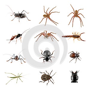 Insectos aranas a escorpión 