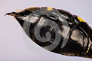 Insects - Square-headed Wasp, Ectemnius continuus