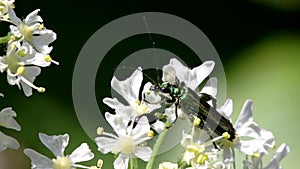 Insects - Swollen-thighed Beetle, Oedemera nobilis