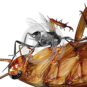 Insects and their native enemies. Pest Control photo