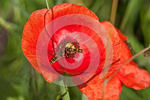 Insects on to a poppy