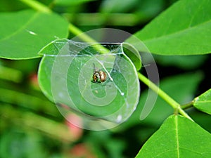 Insects Trap in a Leaf