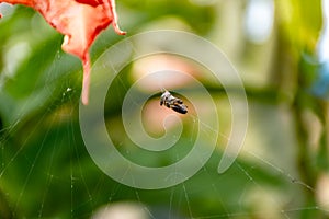 Insects trapped on a spider web.