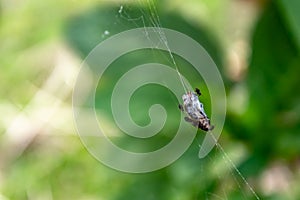 Insects trapped on a spider web.