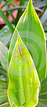 Insects of the type Walang sangit on green leaves. Insects that are very detrimental to cultivated plants, especially rice plants.