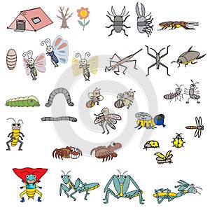 Insects vector