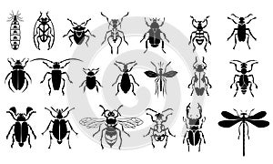 Insects vector set