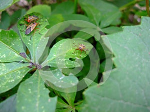 Insectos sobre el enredadera hojas 