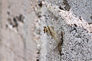 stingless bees on the wall