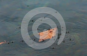 Insects. Water bugs on the surface of the water near a tree leaf floating on the water, Texas, Garner State Park, USA