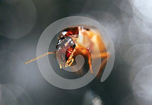 insects whose existence is not far from the home environment