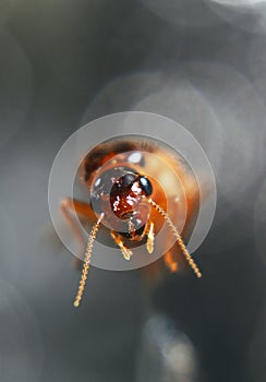 insects whose existence is not far from the home environment