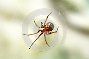 insects whose existence is not far from the home environment