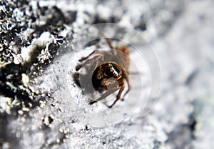 insects whose existence is not far from the home environment