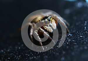 insects whose existence is not far from the home environment