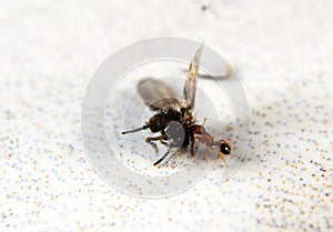 insects whose existence is not far from the home environment