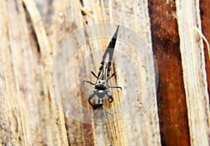 insects whose existence is not far from the home environment