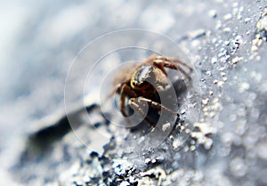 insects whose existence is not far from the home environment