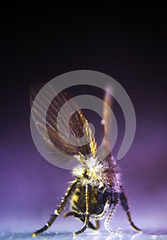 insects whose existence is not far from the home environment