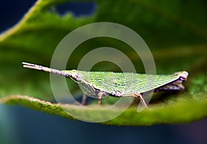 insects whose existence is not far from the home environment