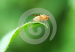 insects whose existence is not far from the home environment