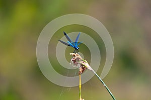 Insects, world of insects, river, flaying, Calopteryx maculata , Odonata, , Calopterygidae