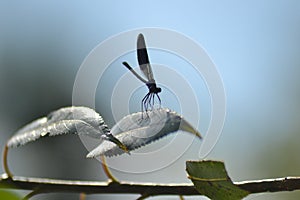 Insekt nature brenc  ving