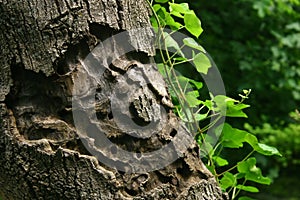 Alivio sobre el un árbol 