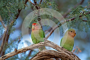 Inseparable birds national parks of namibia between desert and savannah