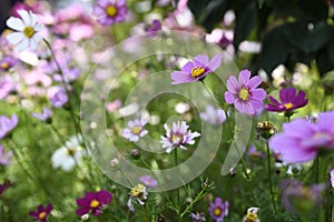 An inseparable Pair of Daisies photo