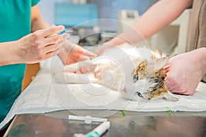 Insertion of a cannula for attachment to a drip prior to cat castration surgery photo