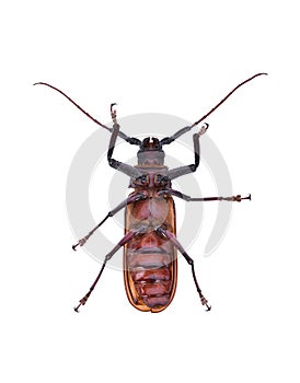 Insescts-Long-horned beetle on white background.