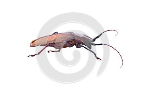 Insescts-Long-horned beetle on white background.