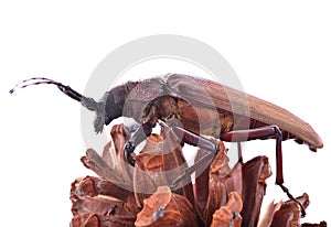 Insescts-Long-horned beetle on white background.