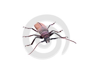 Insescts-Long-horned beetle on white background.